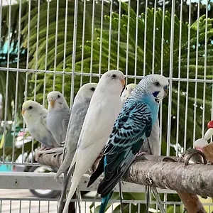 Apartamento B-5 Aprt. Tipo Sonidos De Aves., Jarabacoa
